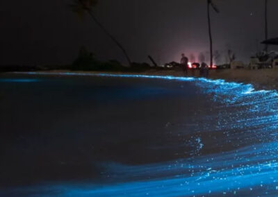 La magia della Bioluminescenza